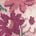 color Primitive Pink